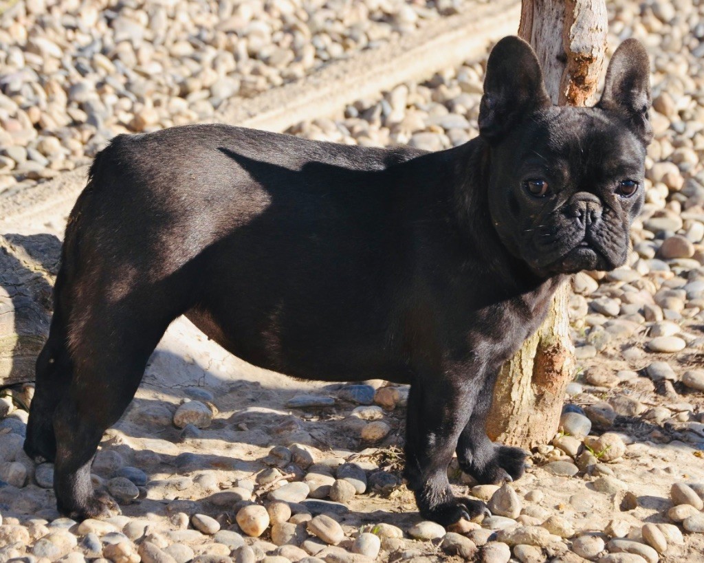 Les Bouledogue français de l'affixe De La Cour De Mimali