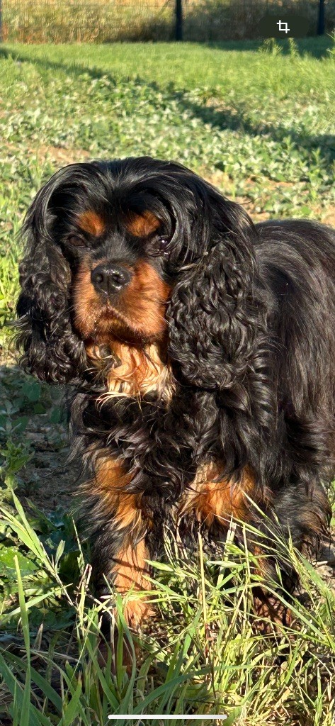 Les Cavalier King Charles Spaniel de l'affixe De La Cour De Mimali