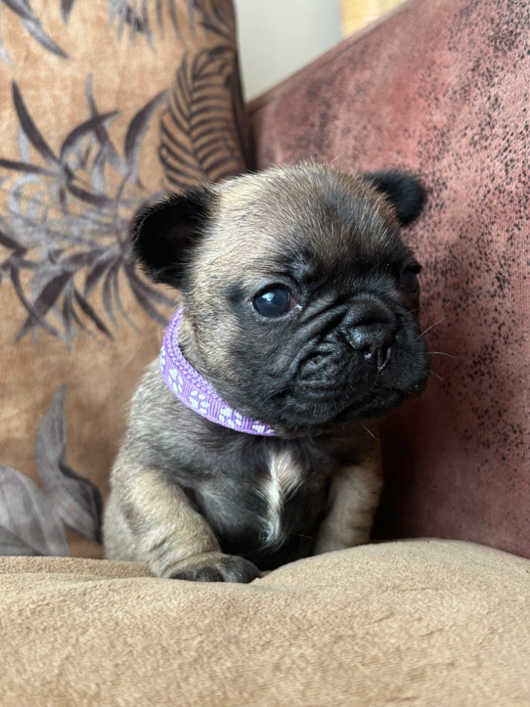 De La Cour De Mimali - Chiot disponible  - Bouledogue français