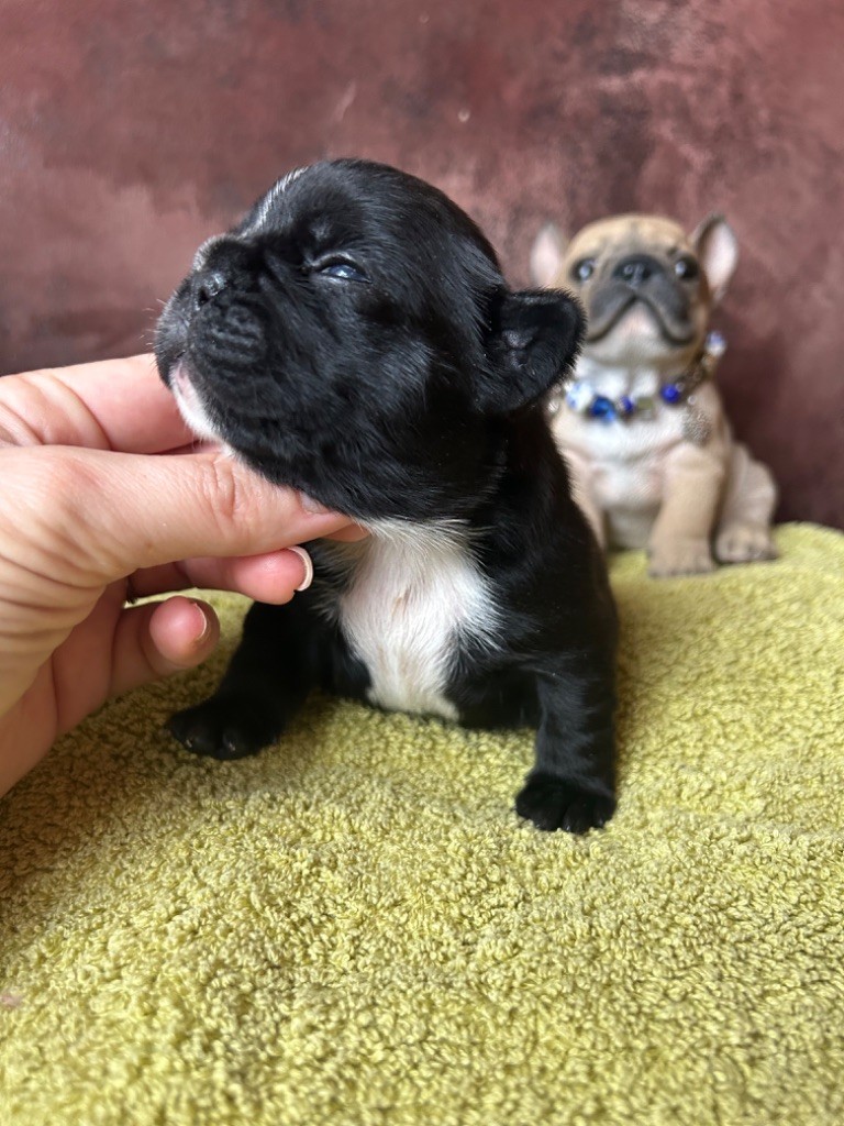 De La Cour De Mimali - Chiot disponible  - Bouledogue français