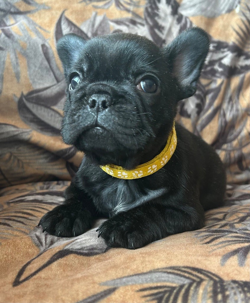 De La Cour De Mimali - Chiot disponible  - Bouledogue français