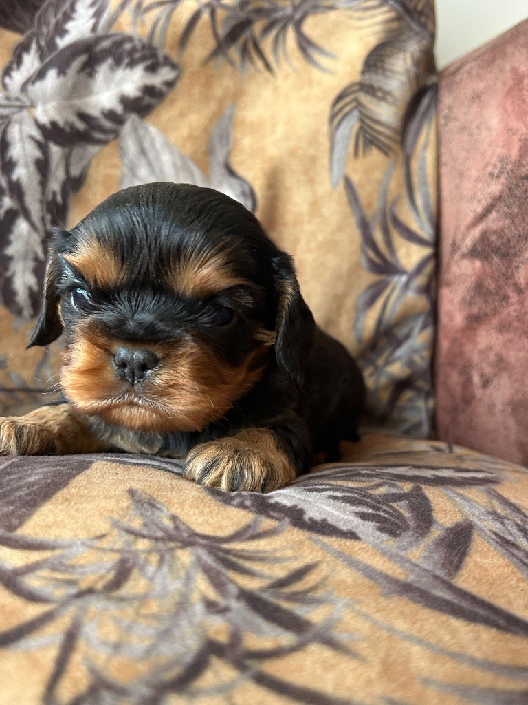 De La Cour De Mimali - Chiot disponible  - Cavalier King Charles Spaniel