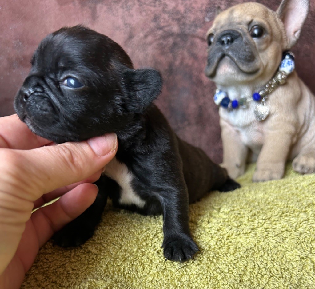 De La Cour De Mimali - Chiot disponible  - Bouledogue français