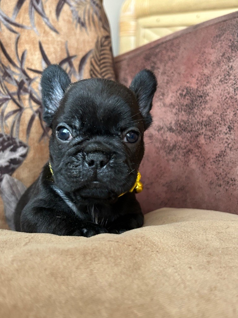 De La Cour De Mimali - Chiot disponible  - Bouledogue français