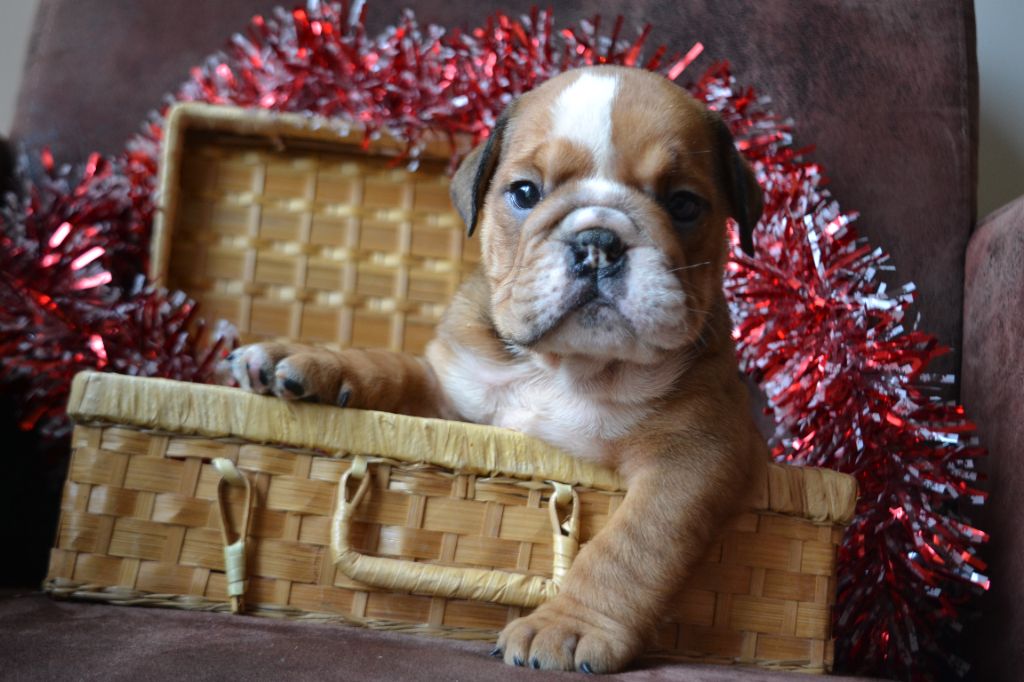 De La Cour De Mimali - Chiot disponible  - Bulldog Anglais