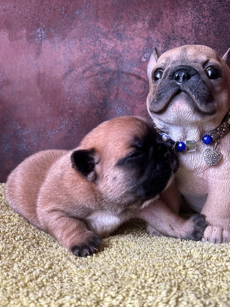 De La Cour De Mimali - Chiot disponible  - Bouledogue français