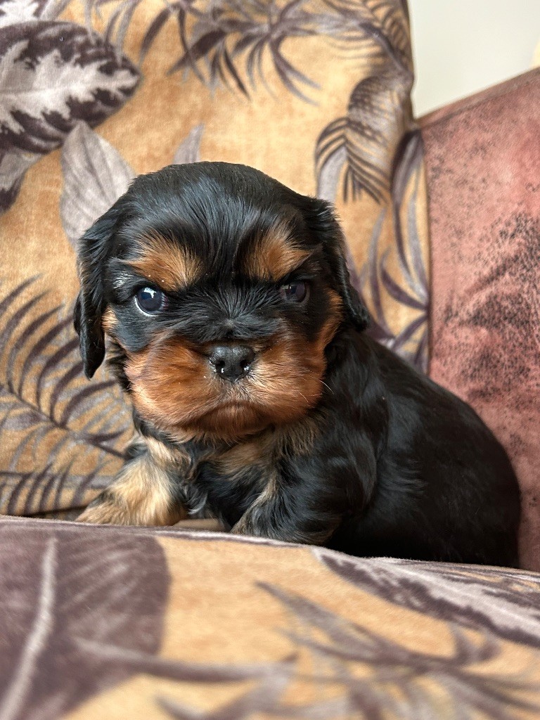 De La Cour De Mimali - Chiot disponible  - Cavalier King Charles Spaniel