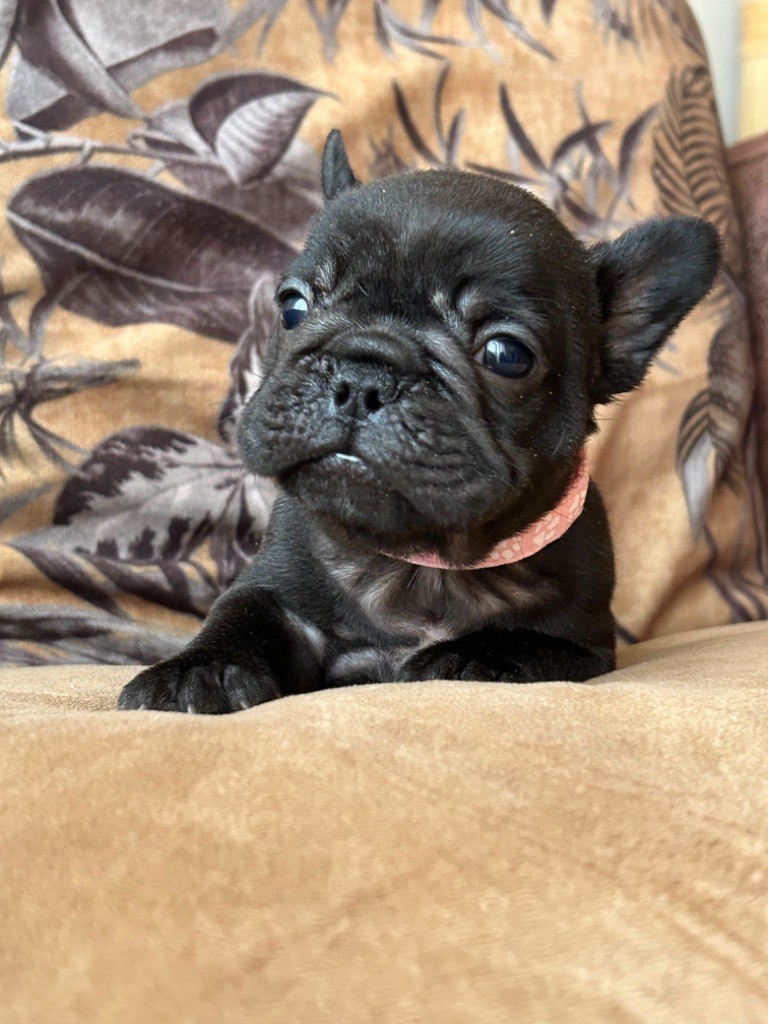 De La Cour De Mimali - Chiot disponible  - Bouledogue français