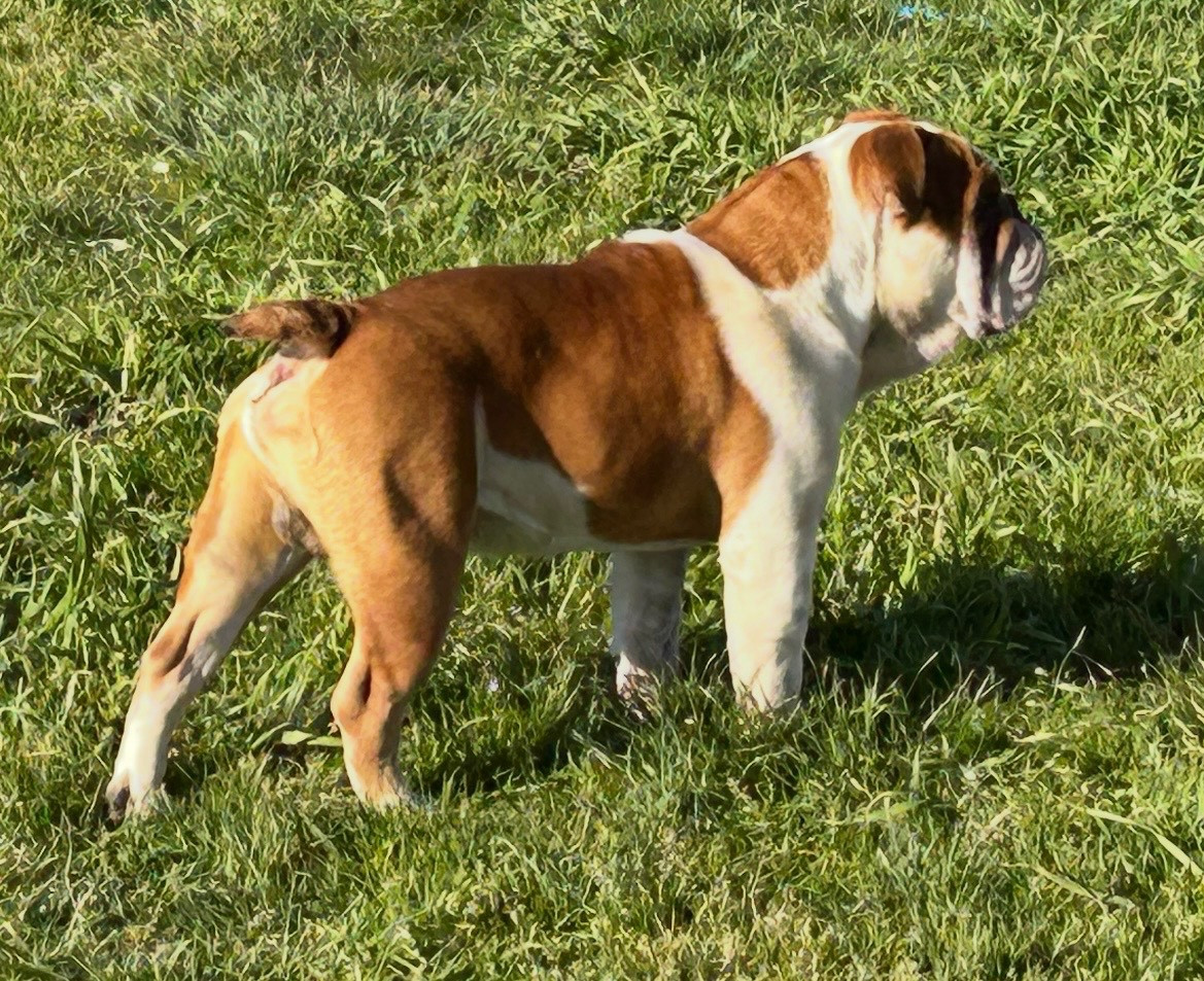 Tommy Des Jardins Du Vieux Temple Sacre