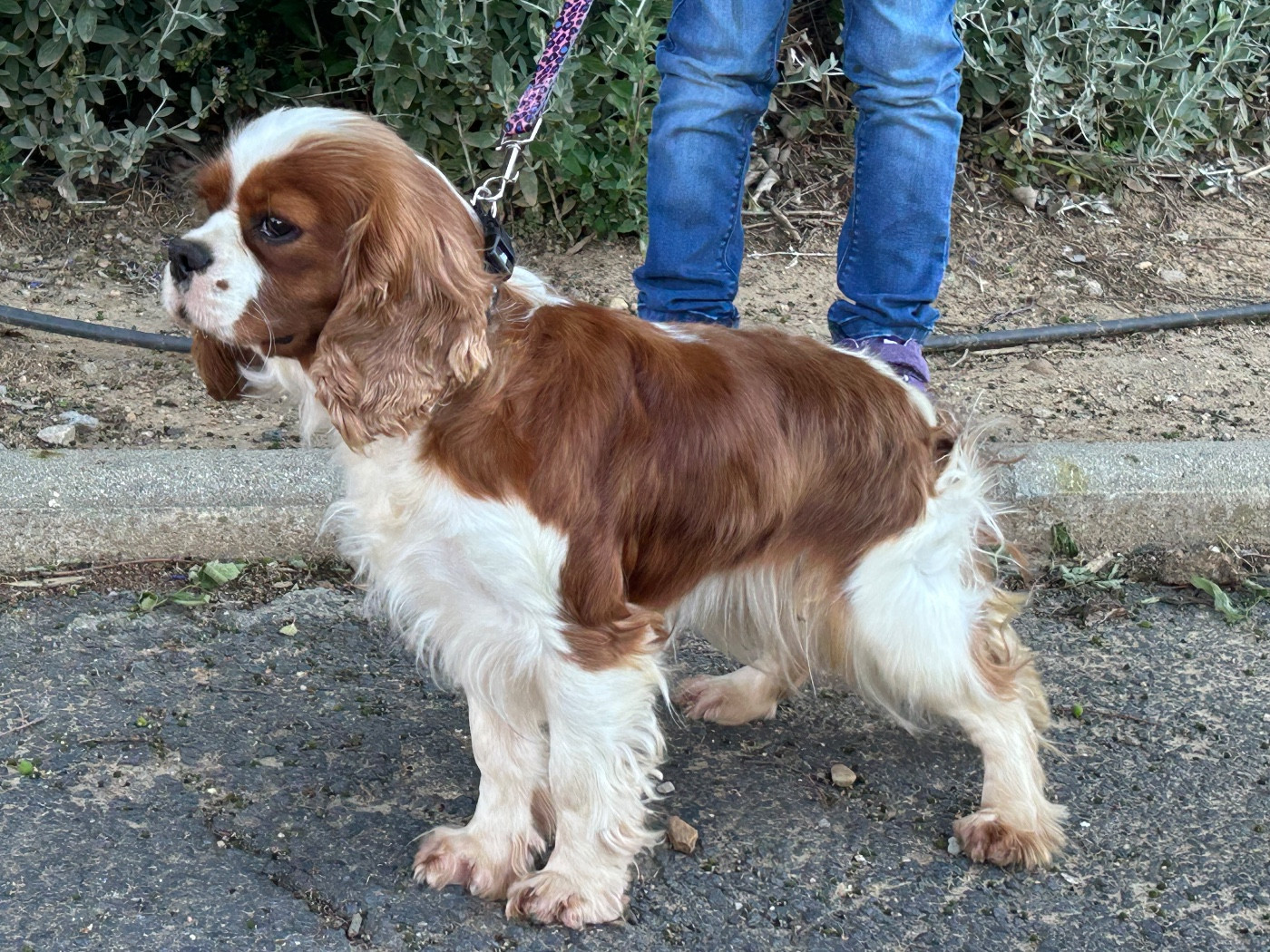 Unaya des Terres de la Gatine