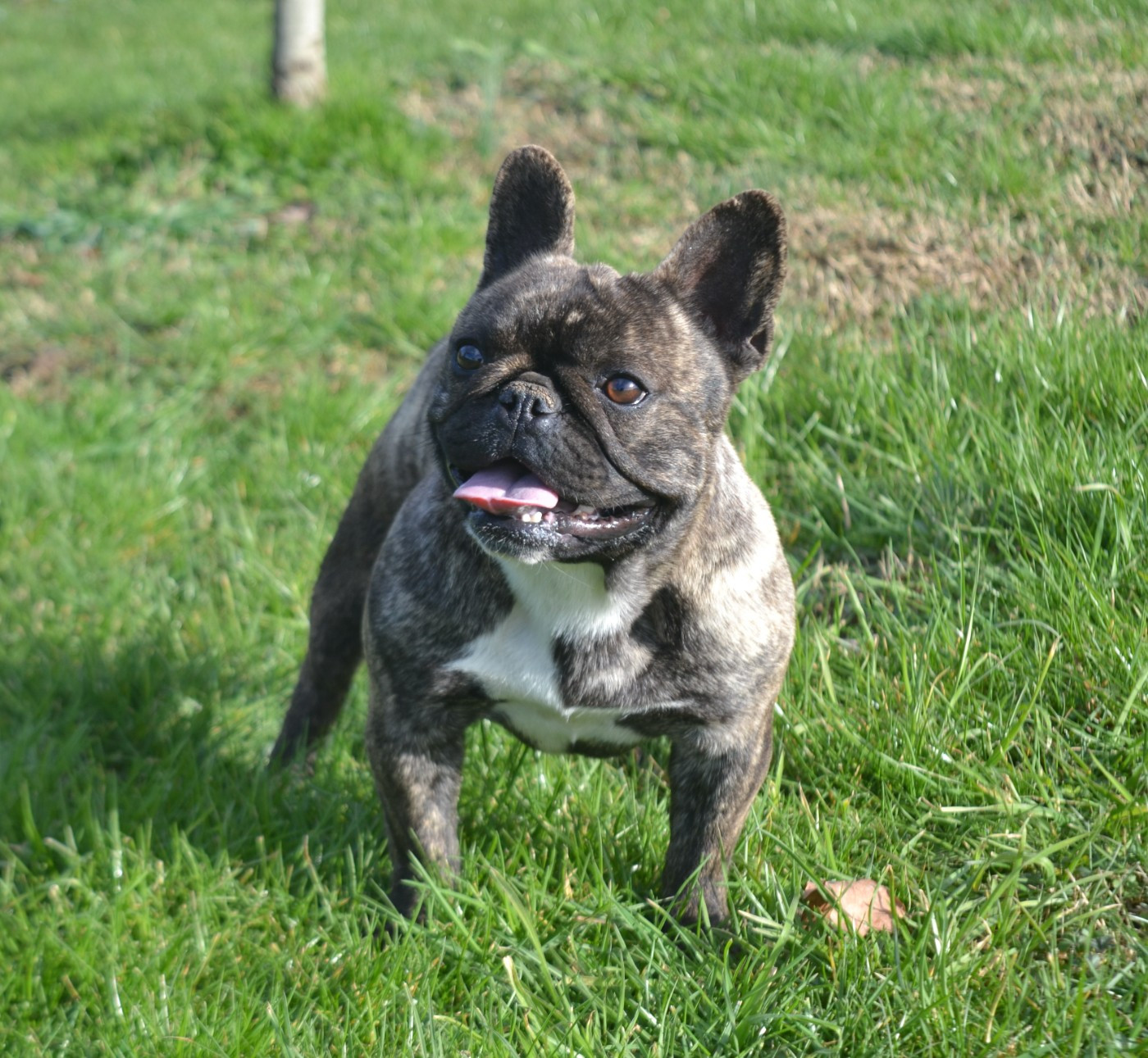 Virgule De La Cour De Mimali