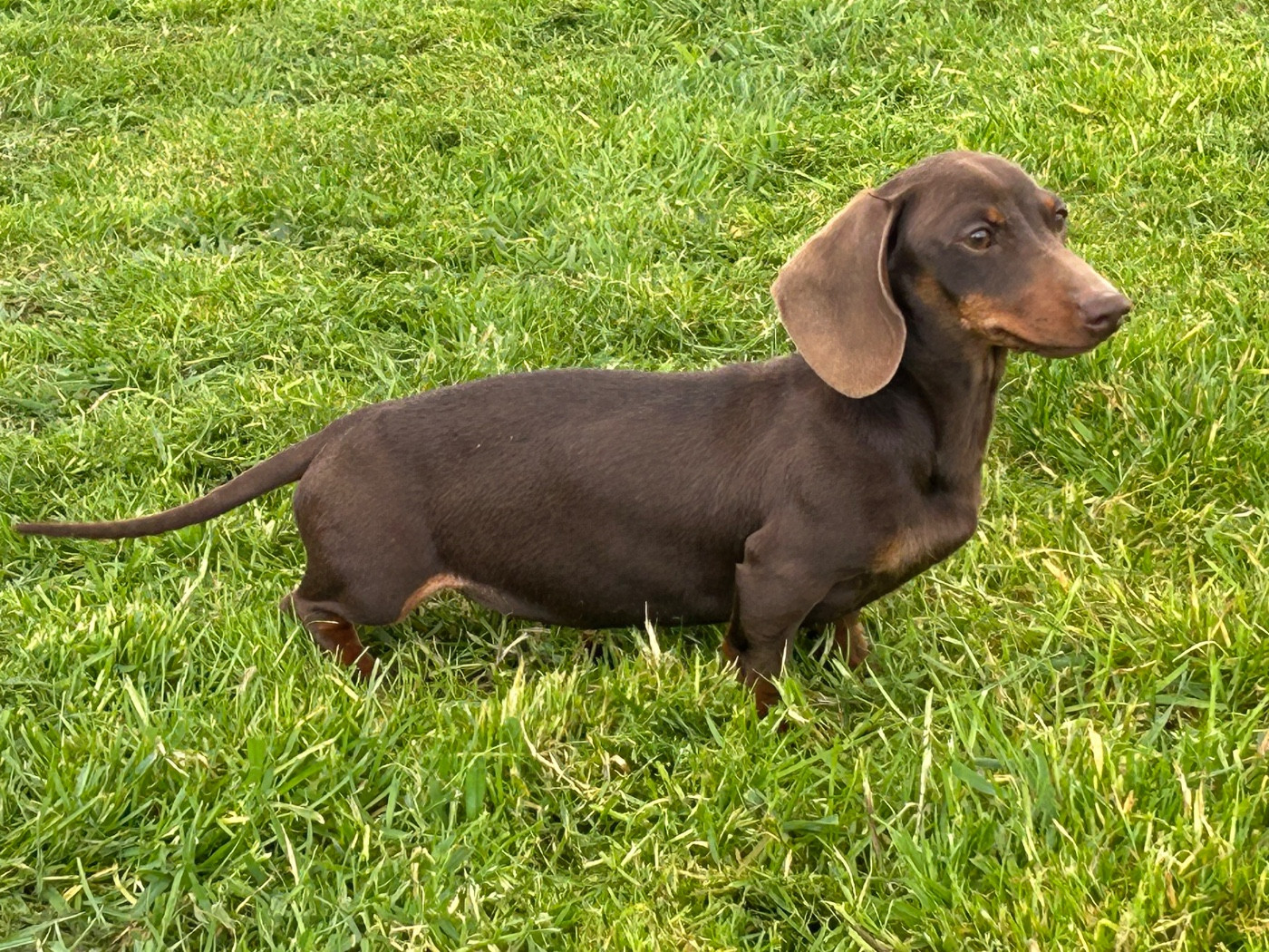 Volga de la Vallée Secrète d'Isis