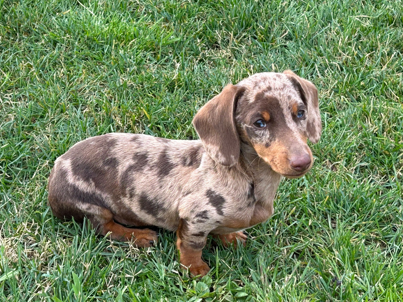 Valentino (Sans Affixe)