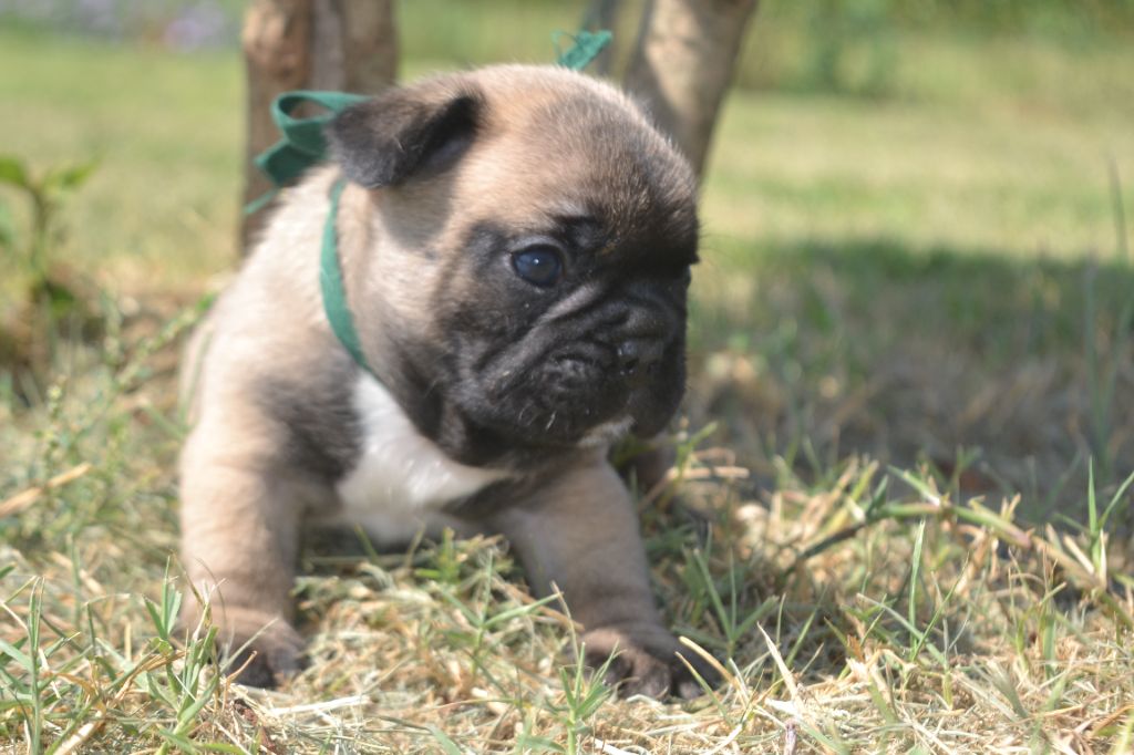 De La Cour De Mimali - Chiots disponibles - Bouledogue français