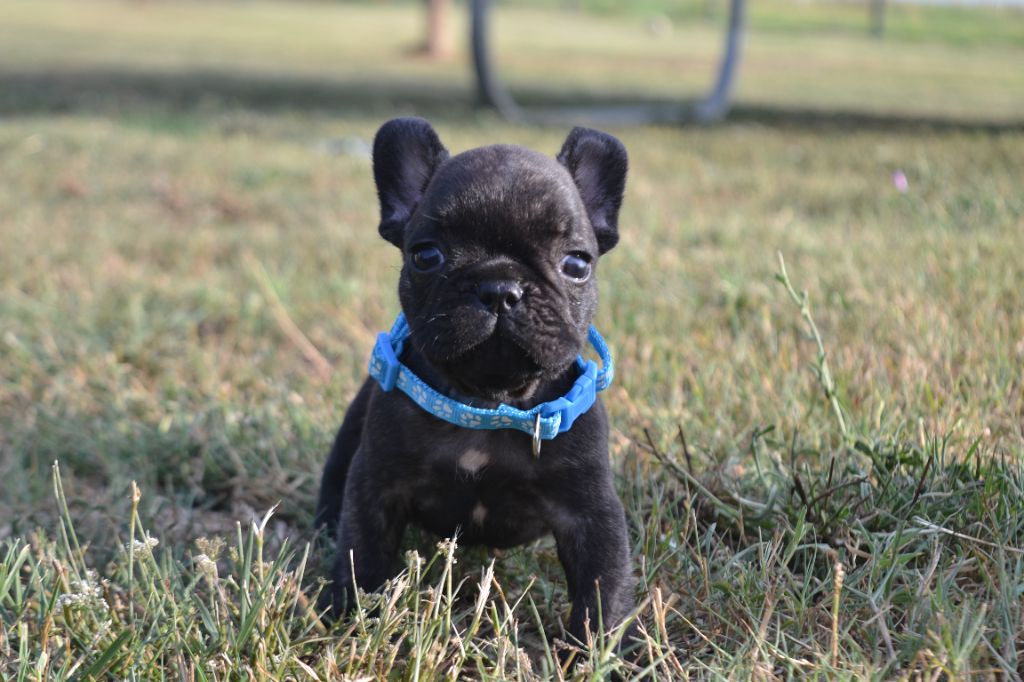 De La Cour De Mimali - Chiots disponibles - Bouledogue français