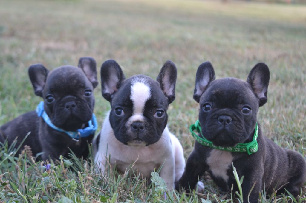 Chiot Bouledogue français De La Cour De Mimali