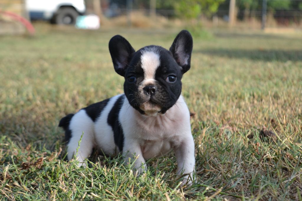 De La Cour De Mimali - Chiots disponibles - Bouledogue français