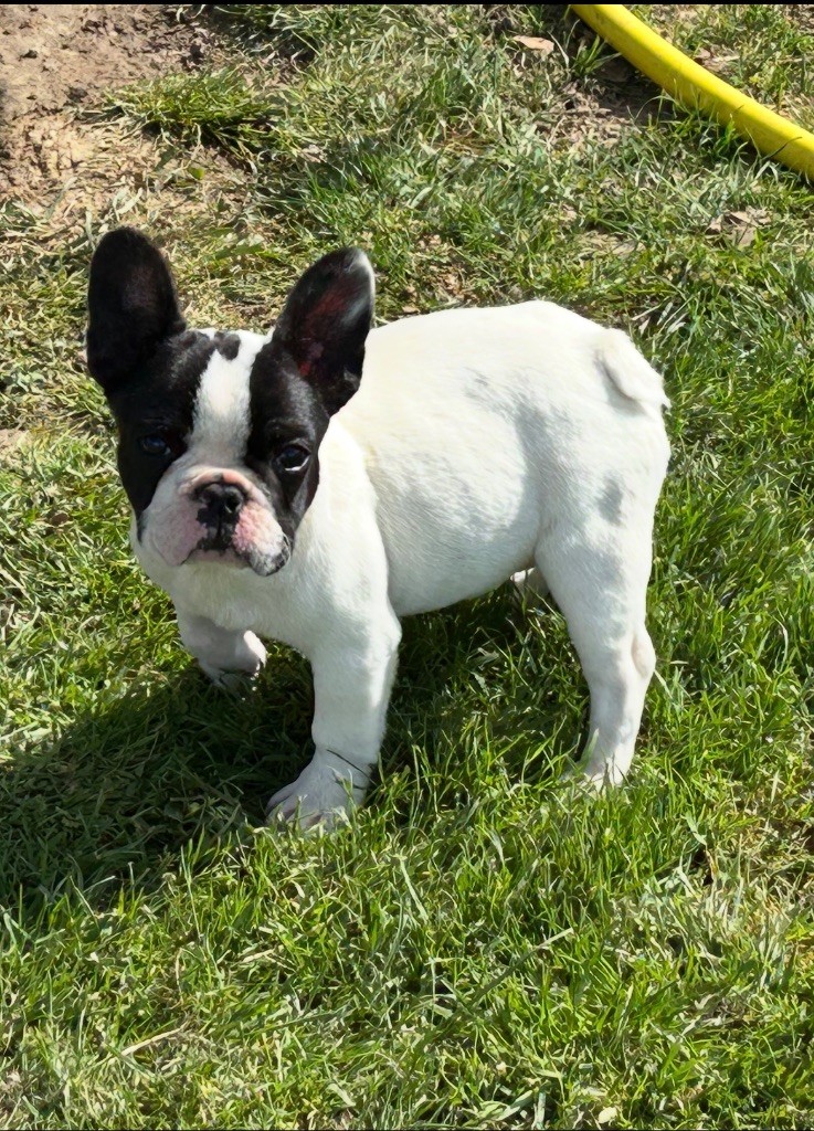De La Cour De Mimali - Chiots disponibles - Bouledogue français