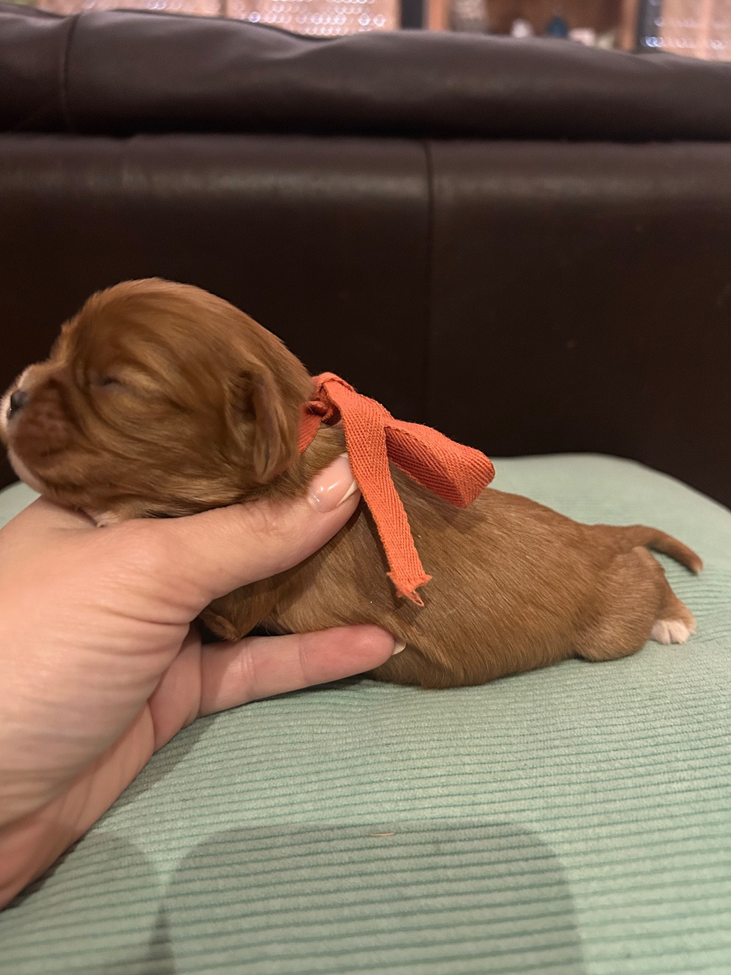 De La Cour De Mimali - Chiots disponibles - Cavalier King Charles Spaniel