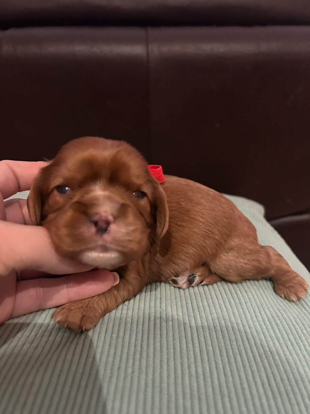 De La Cour De Mimali - Chiots disponibles - Cavalier King Charles Spaniel