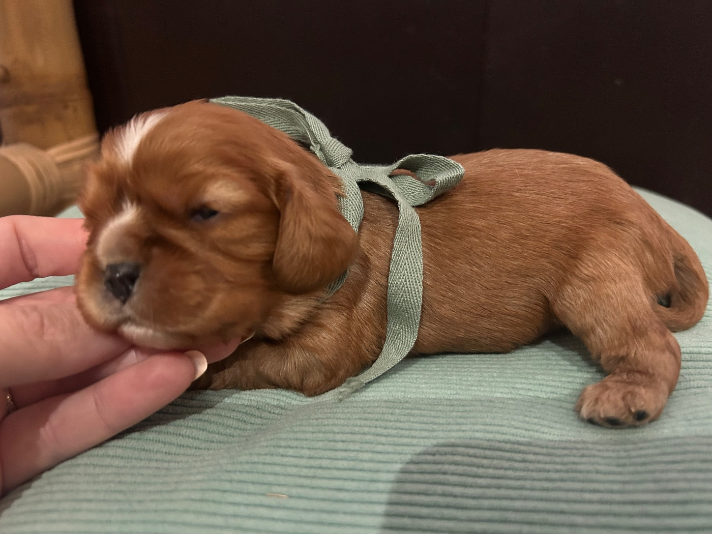 De La Cour De Mimali - Chiots disponibles - Cavalier King Charles Spaniel