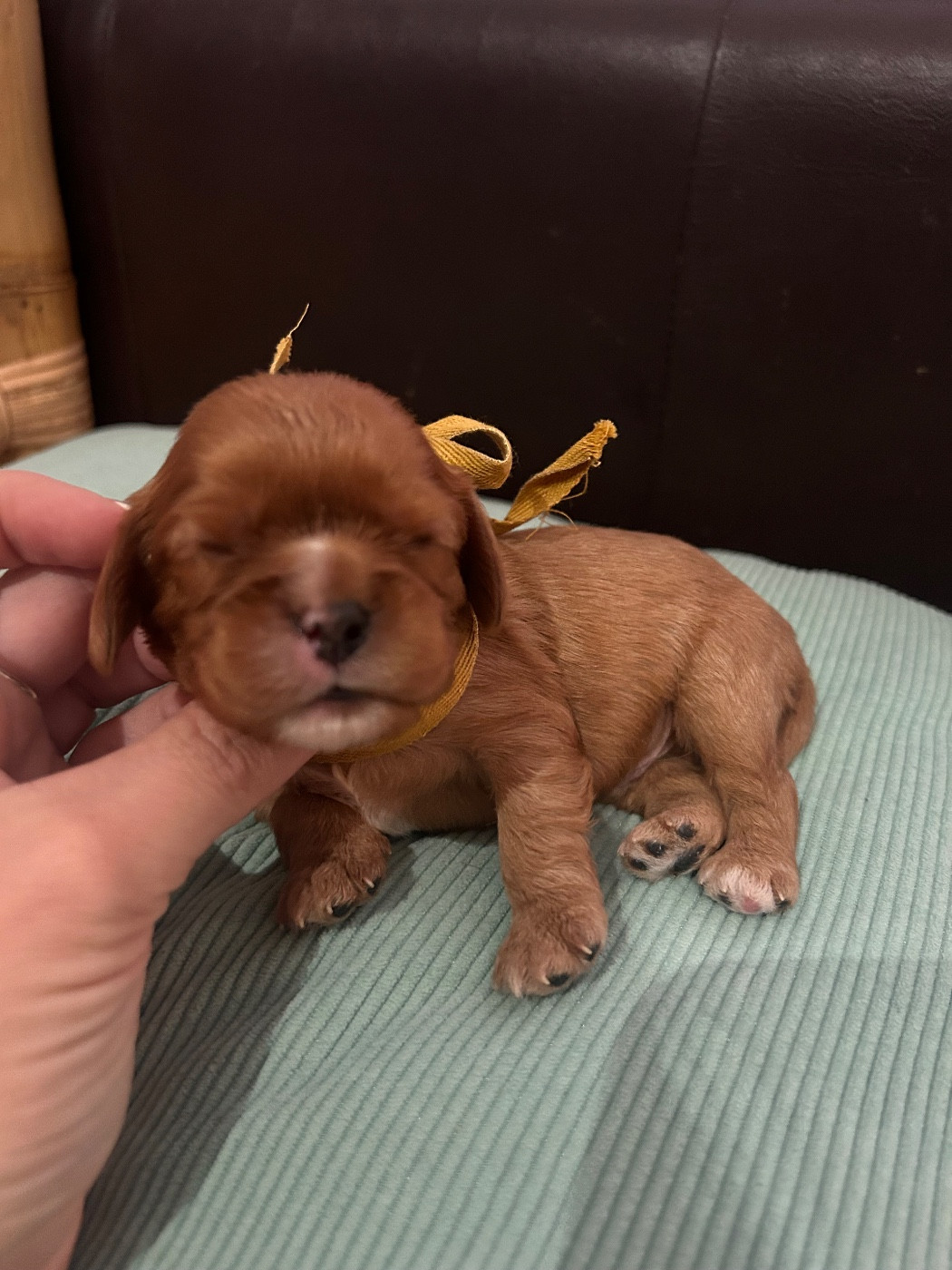 De La Cour De Mimali - Chiots disponibles - Cavalier King Charles Spaniel