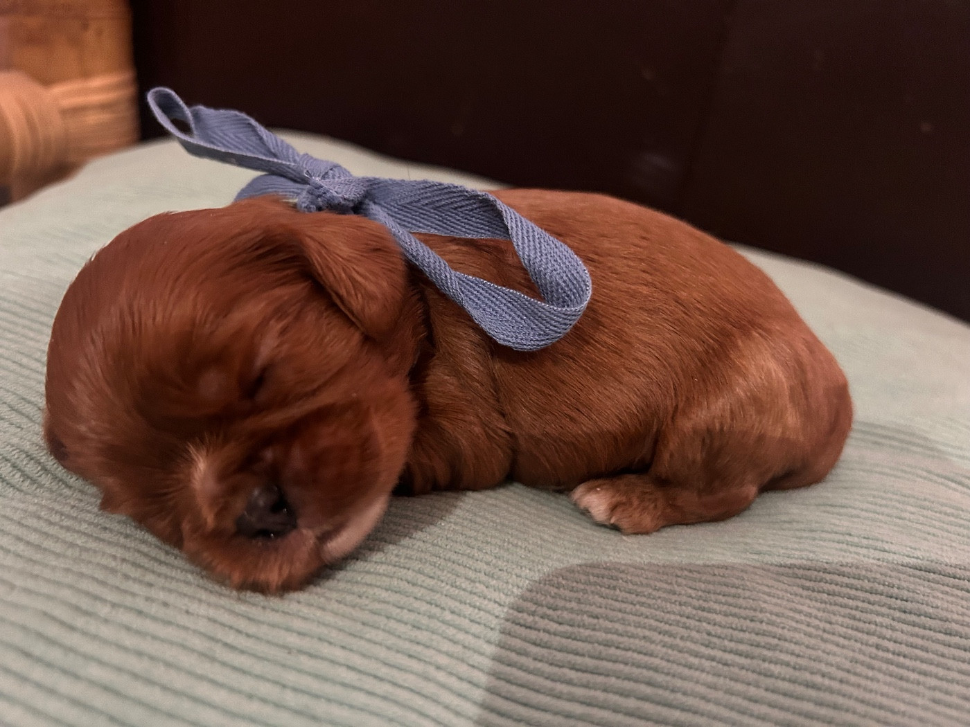 De La Cour De Mimali - Chiots disponibles - Cavalier King Charles Spaniel