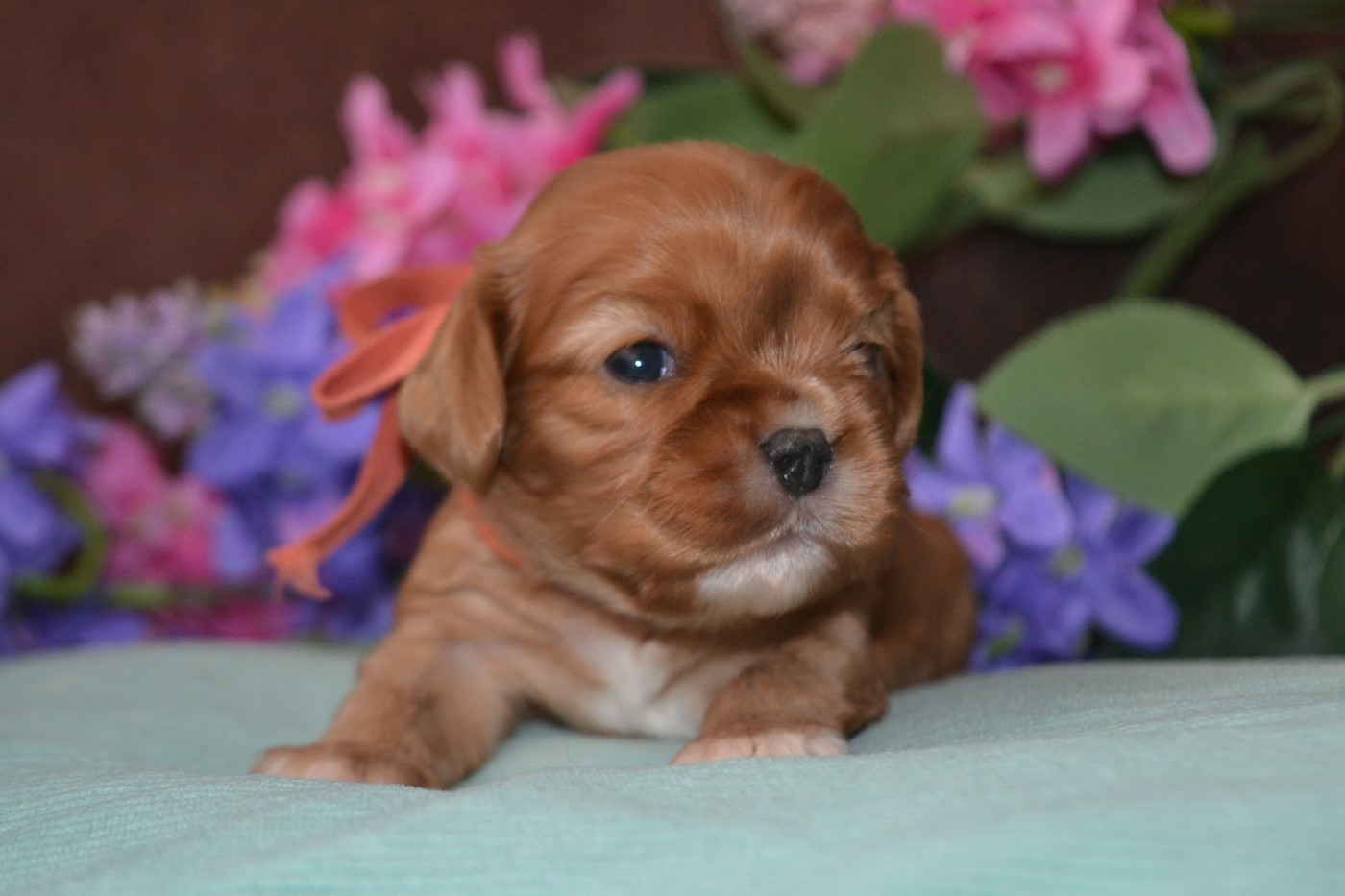 De La Cour De Mimali - Chiots disponibles - Cavalier King Charles Spaniel