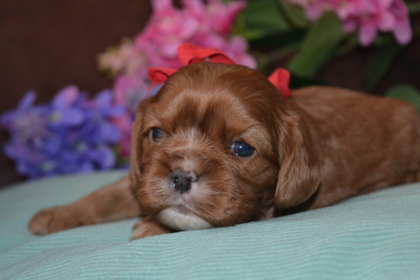 De La Cour De Mimali - Chiots disponibles - Cavalier King Charles Spaniel