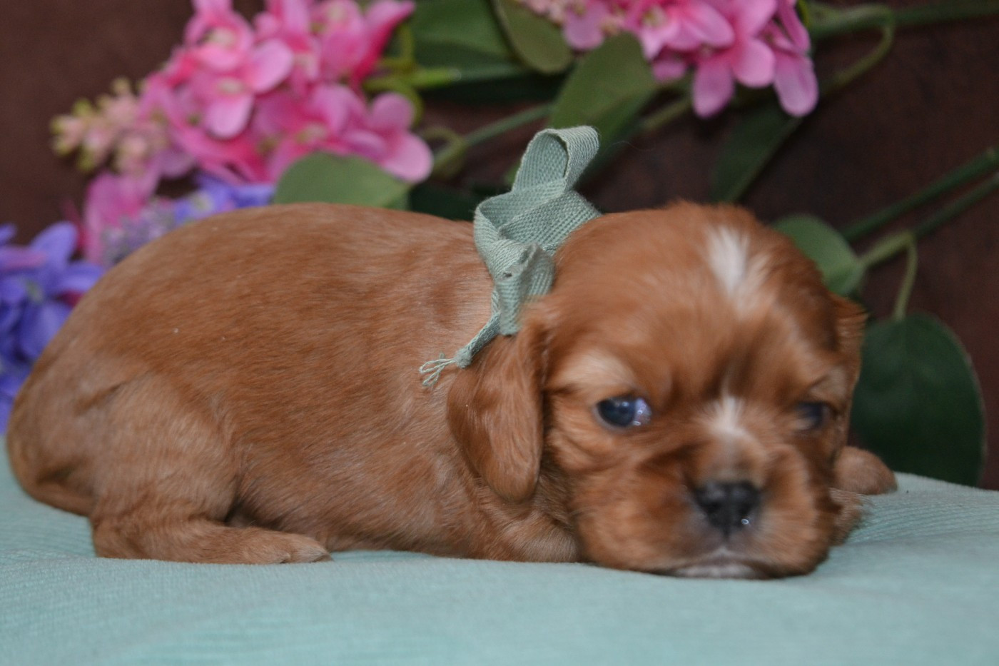 De La Cour De Mimali - Chiots disponibles - Cavalier King Charles Spaniel