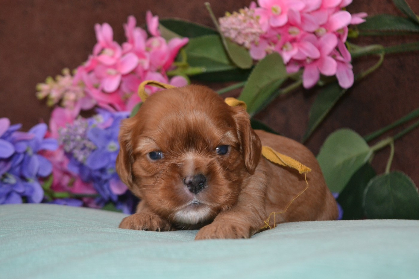 De La Cour De Mimali - Chiots disponibles - Cavalier King Charles Spaniel