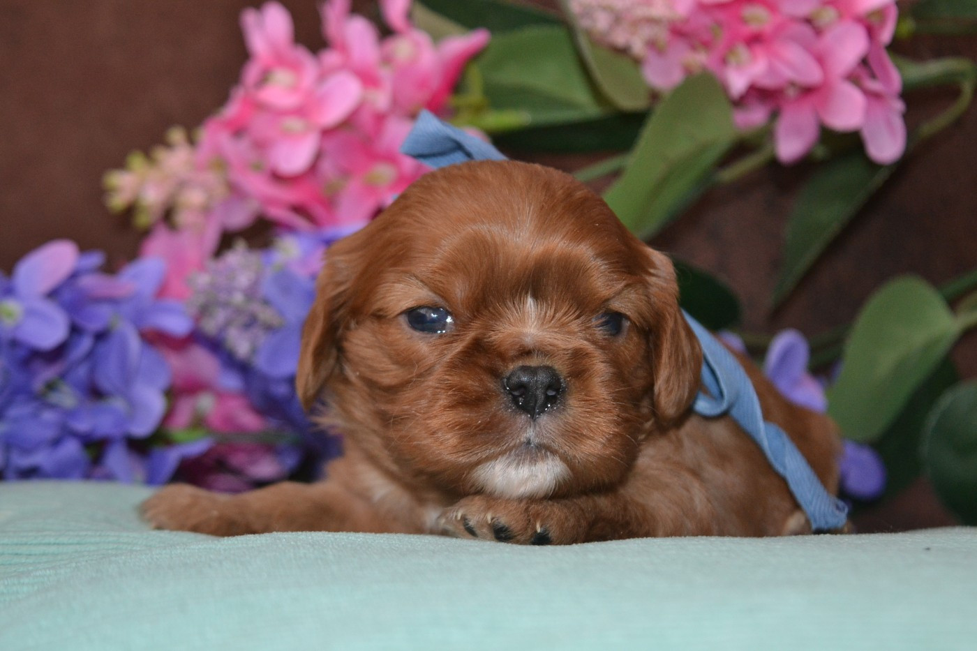 De La Cour De Mimali - Chiots disponibles - Cavalier King Charles Spaniel