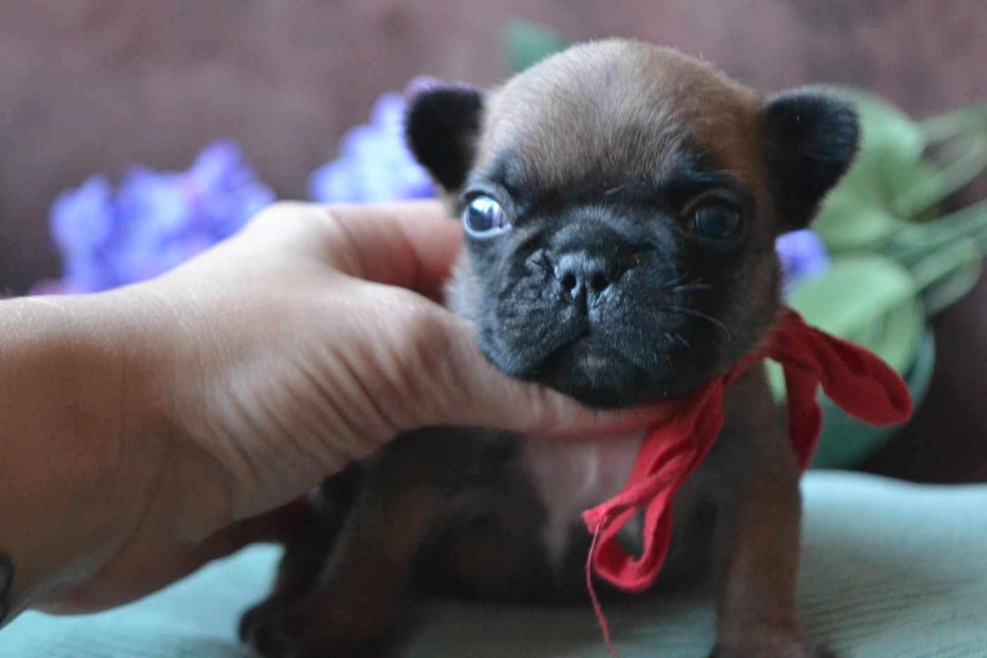 De La Cour De Mimali - Chiots disponibles - Bouledogue français