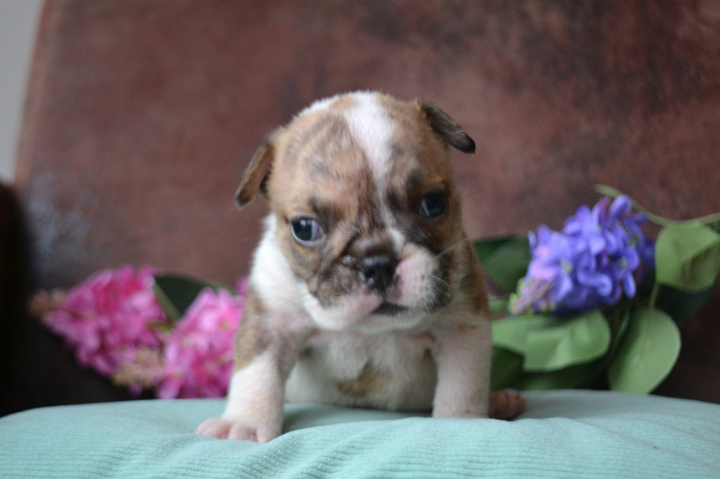 De La Cour De Mimali - Chiots disponibles - Bulldog Anglais