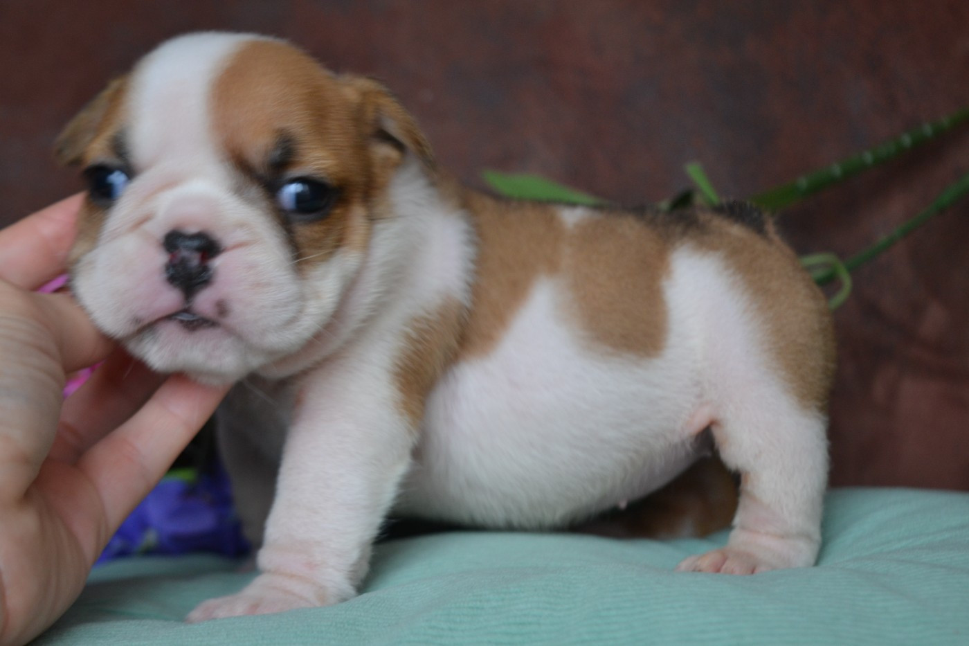 De La Cour De Mimali - Chiots disponibles - Bulldog Anglais