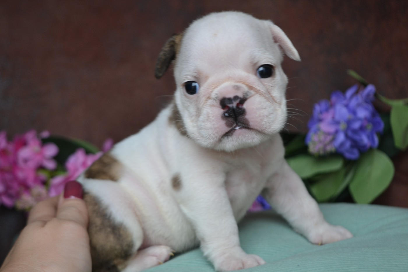 De La Cour De Mimali - Chiots disponibles - Bulldog Anglais