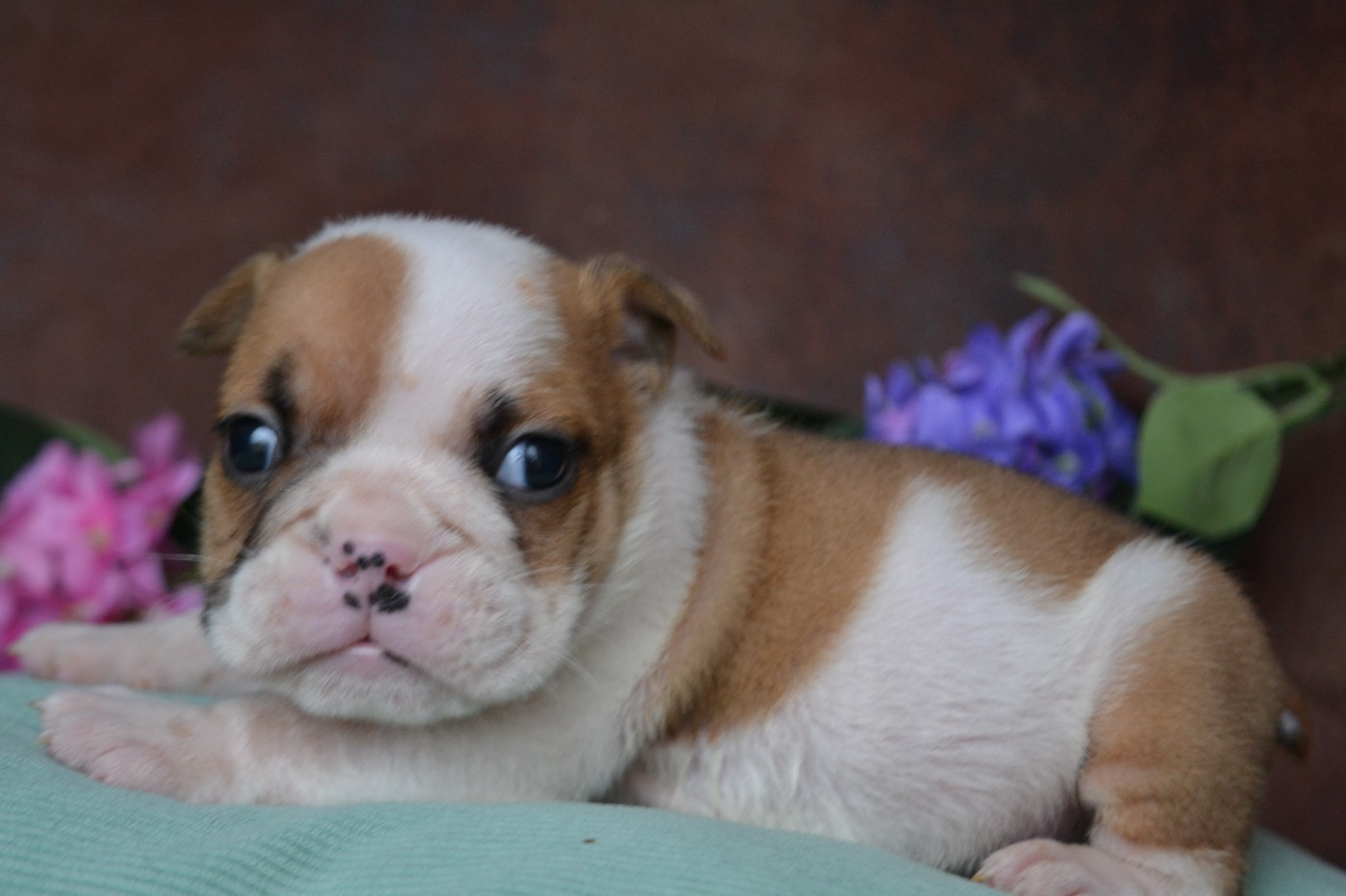 De La Cour De Mimali - Chiots disponibles - Bulldog Anglais