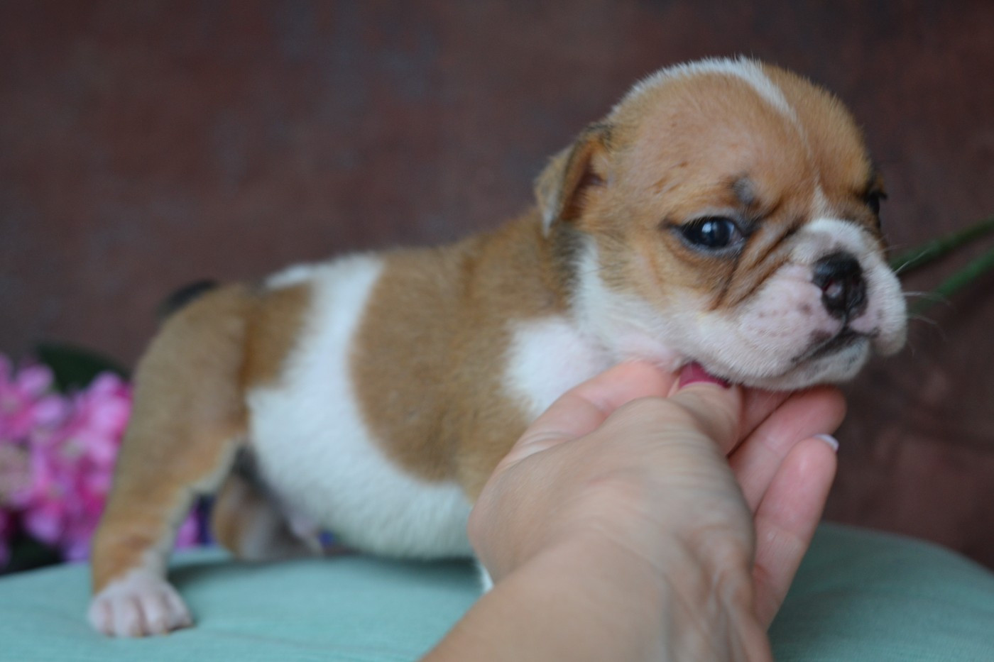 De La Cour De Mimali - Chiots disponibles - Bulldog Anglais