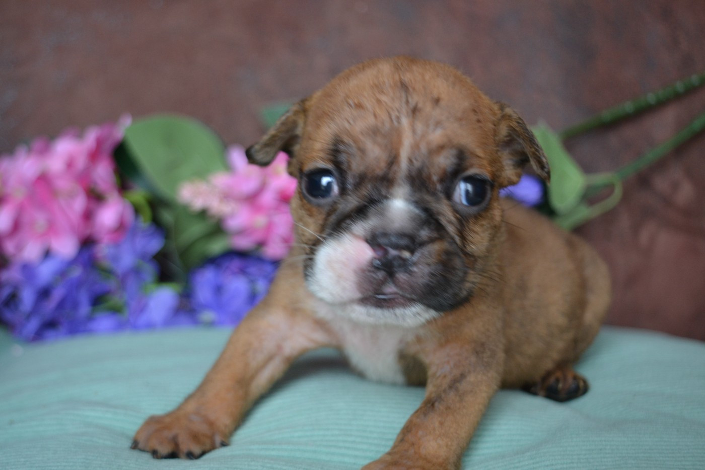 De La Cour De Mimali - Chiots disponibles - Bulldog Anglais