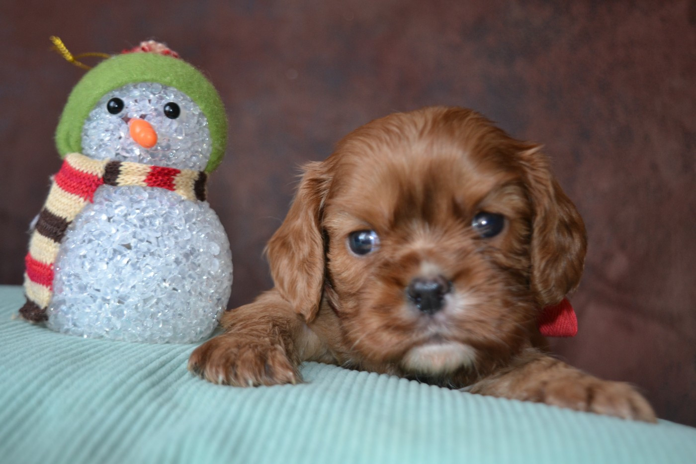 De La Cour De Mimali - Chiots disponibles - Cavalier King Charles Spaniel