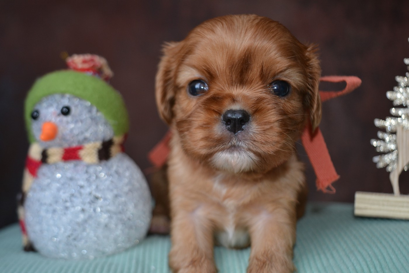 De La Cour De Mimali - Chiots disponibles - Cavalier King Charles Spaniel