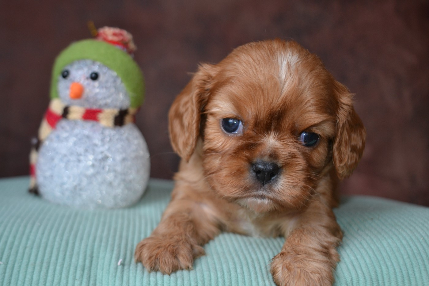 De La Cour De Mimali - Chiots disponibles - Cavalier King Charles Spaniel