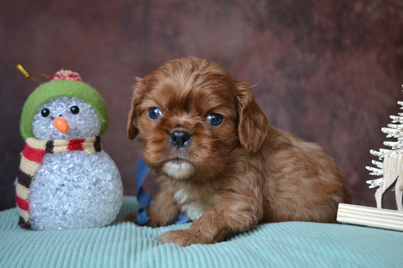 De La Cour De Mimali - Chiots disponibles - Cavalier King Charles Spaniel