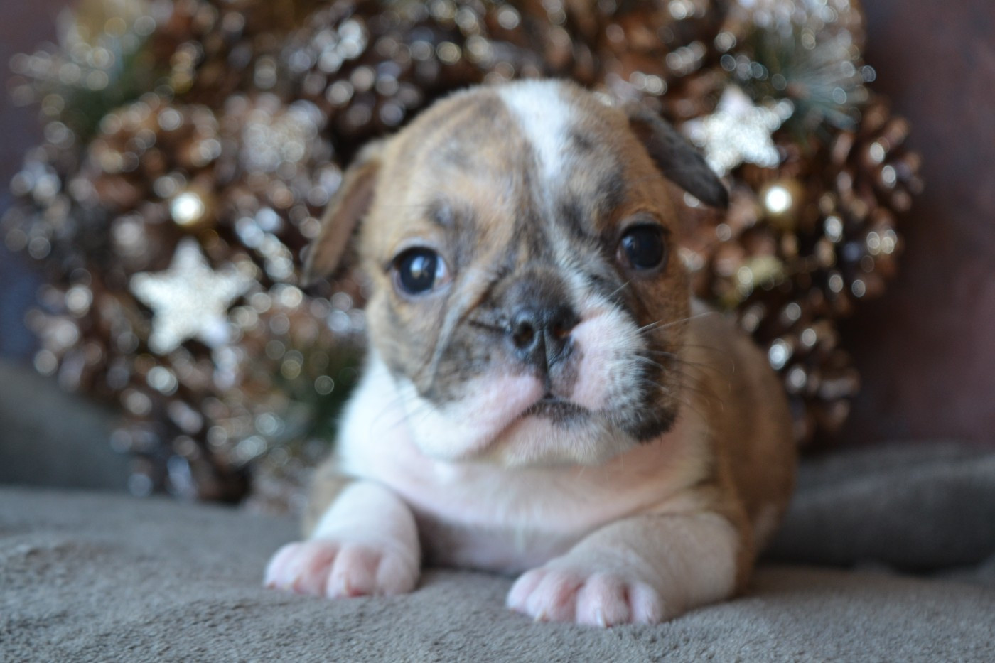 De La Cour De Mimali - Chiots disponibles - Bulldog Anglais