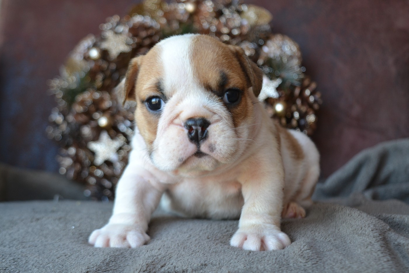 De La Cour De Mimali - Chiots disponibles - Bulldog Anglais