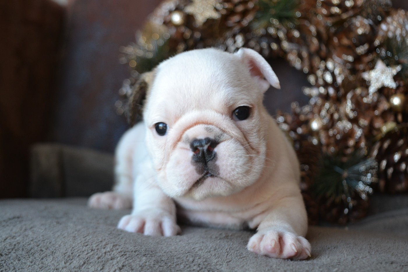 De La Cour De Mimali - Chiots disponibles - Bulldog Anglais