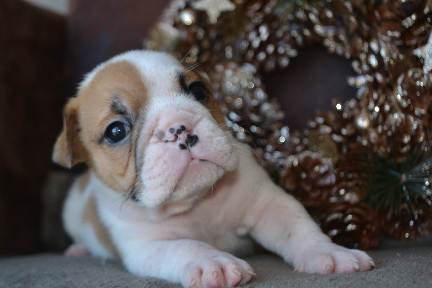 De La Cour De Mimali - Chiots disponibles - Bulldog Anglais