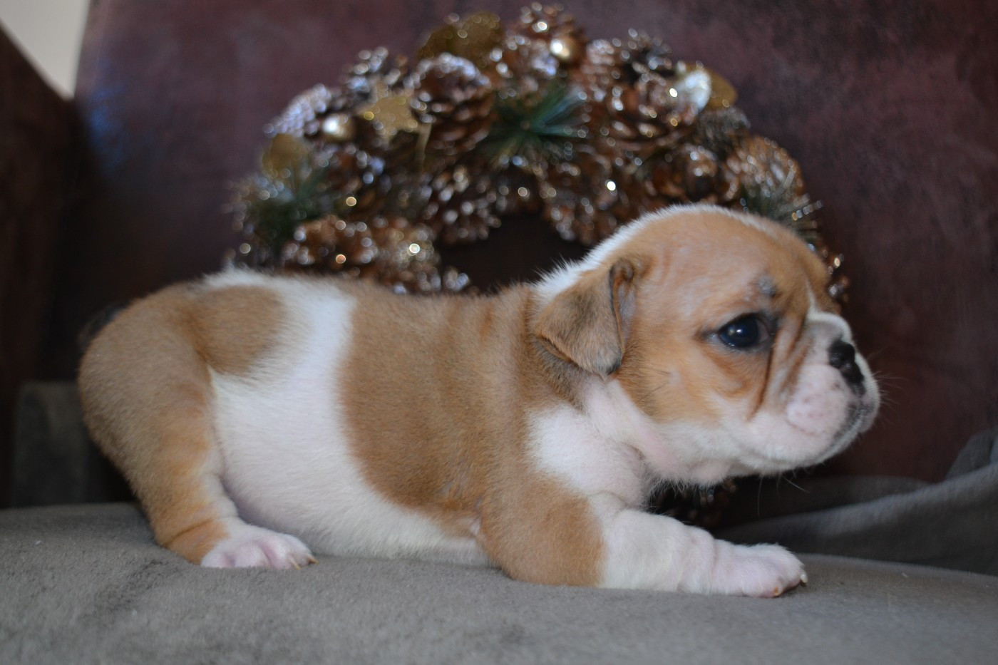 De La Cour De Mimali - Chiots disponibles - Bulldog Anglais