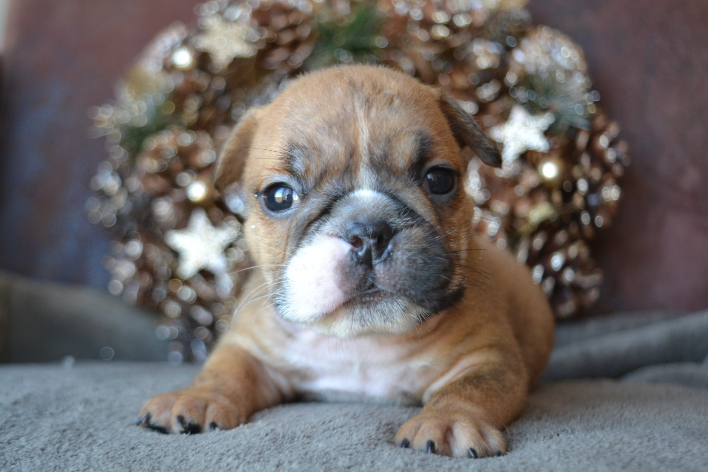 De La Cour De Mimali - Chiots disponibles - Bulldog Anglais