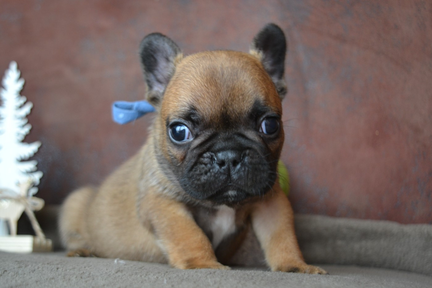 De La Cour De Mimali - Chiots disponibles - Bouledogue français